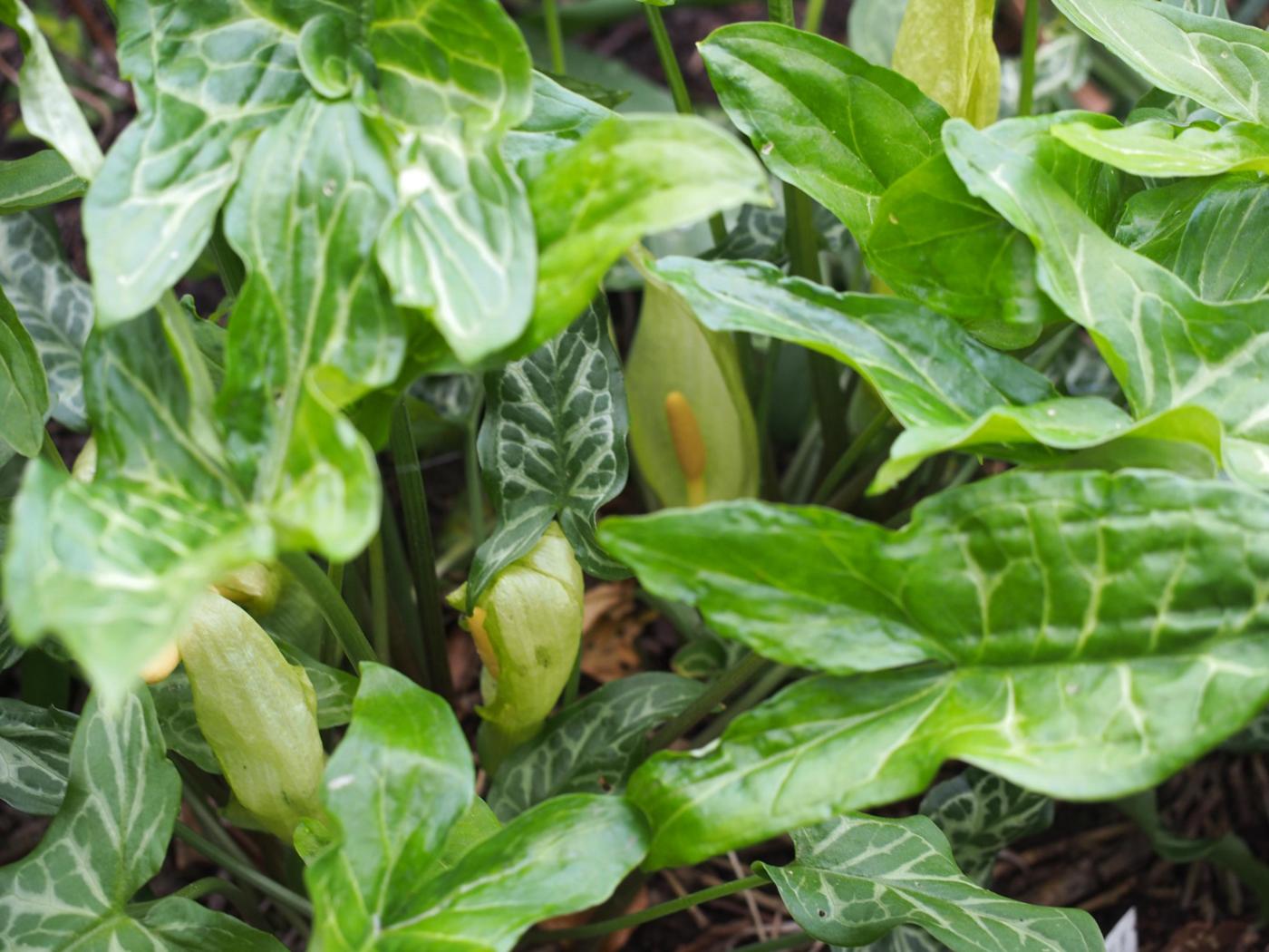 Cuckoo-pint, Italian plant